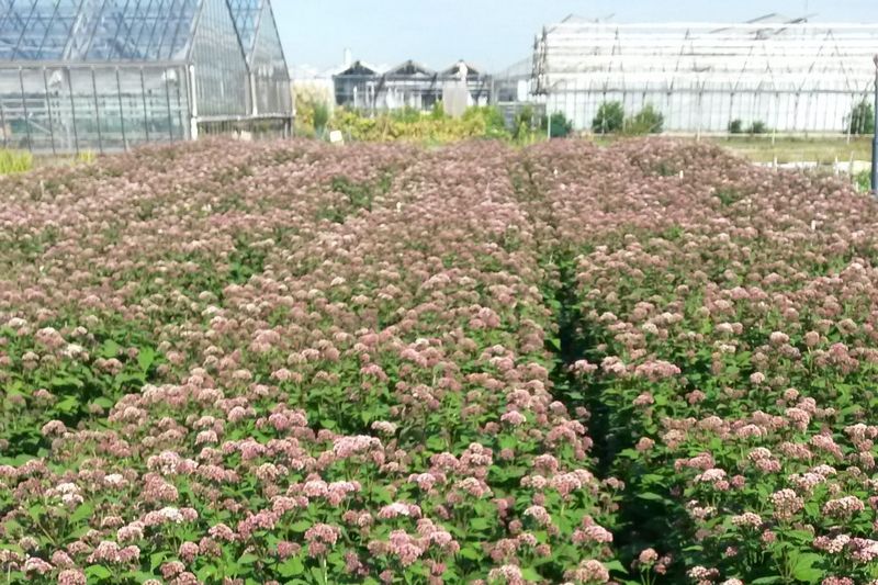 In_de_zomer_heeft_Ruud_Klein_bijzondere_zomerbloemen.jpg