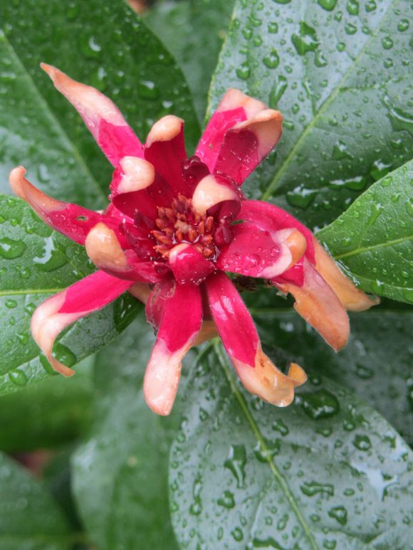 Bloemen en planten – nat door regen of dauw
